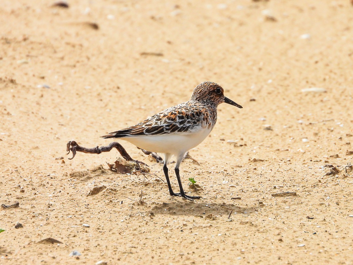 Sanderling - Haley Gottardo