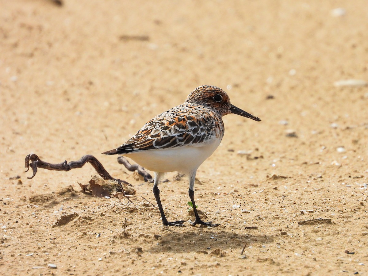 Sanderling - Haley Gottardo