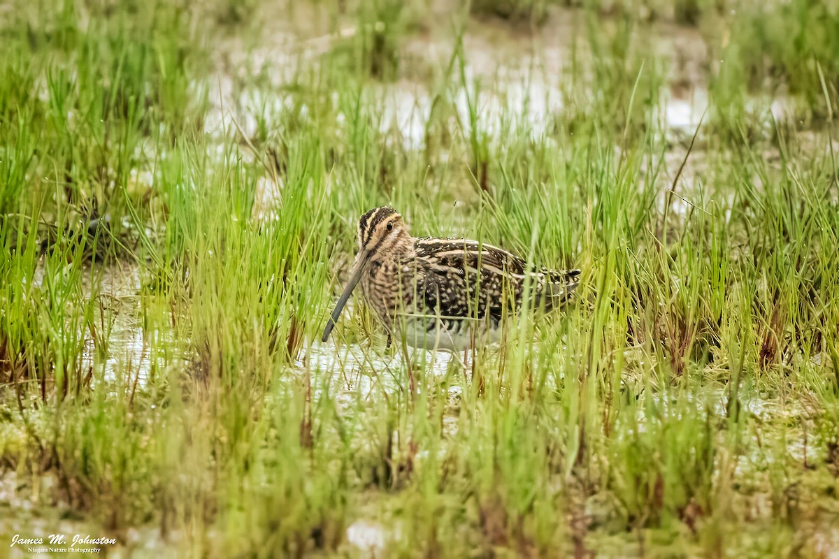 Wilson's Snipe - James Johnston