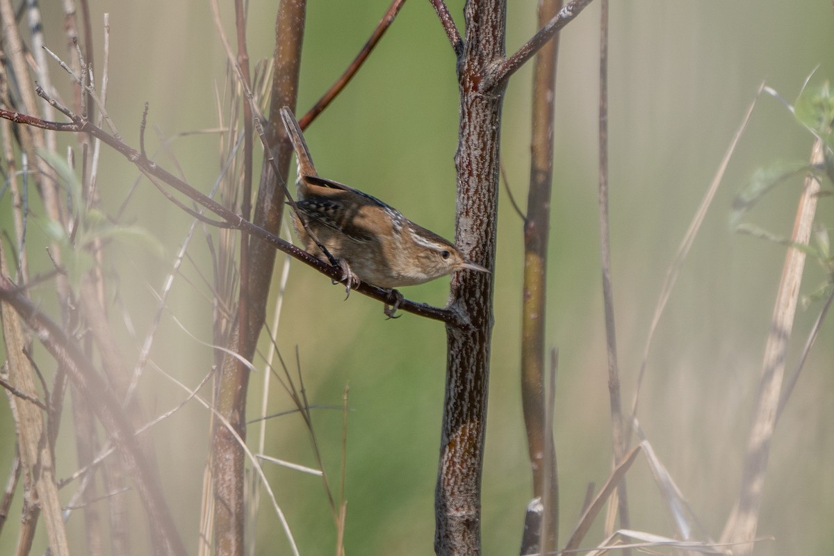 Marsh Wren - ML618929275