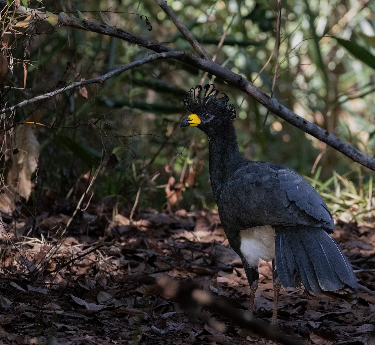 ハゲガオホウカンチョウ - ML618929276