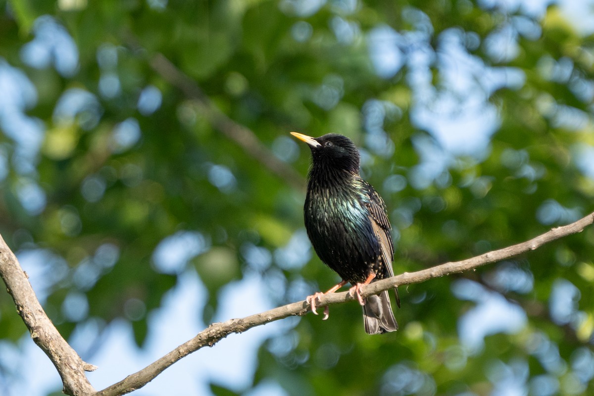 European Starling - ML618929279