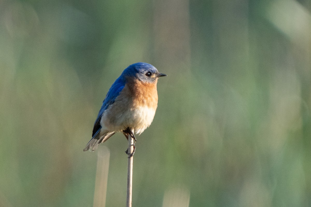 Eastern Bluebird - ML618929285