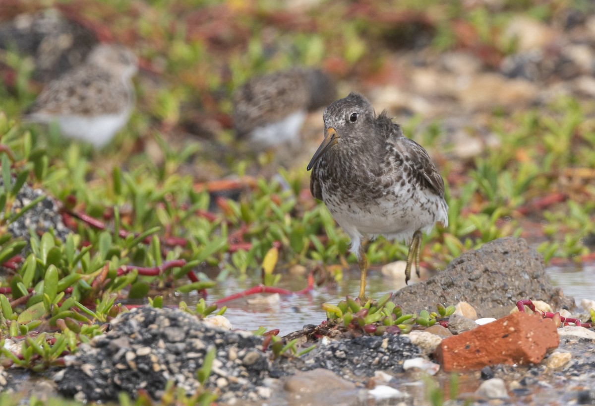 Meerstrandläufer - ML618929299