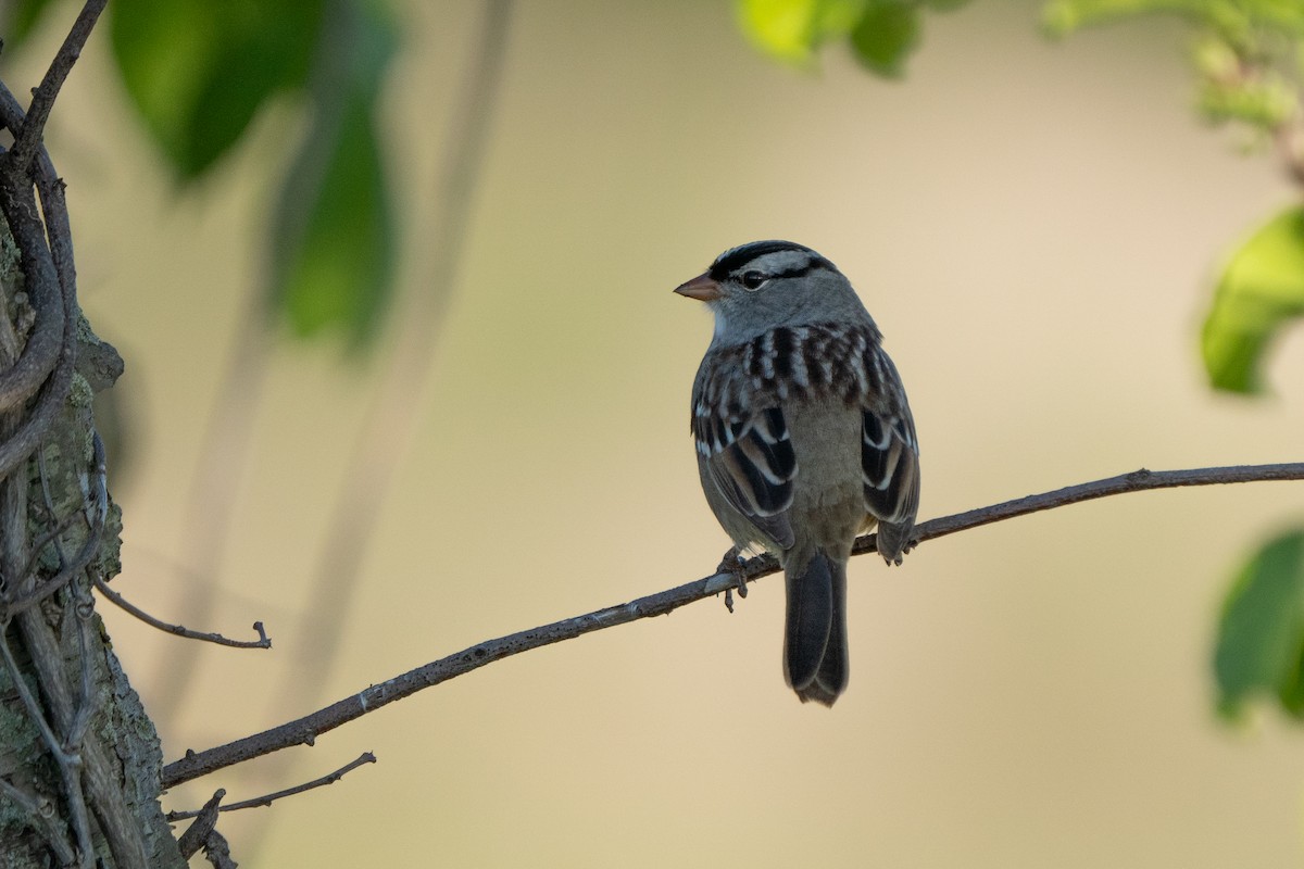 White-crowned Sparrow - Craig VanOverberghe