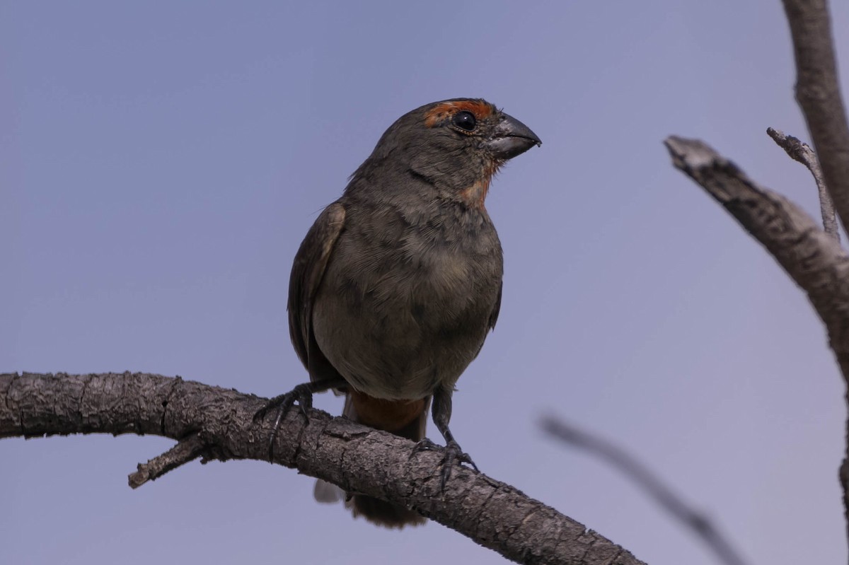 Greater Antillean Bullfinch - Felix León