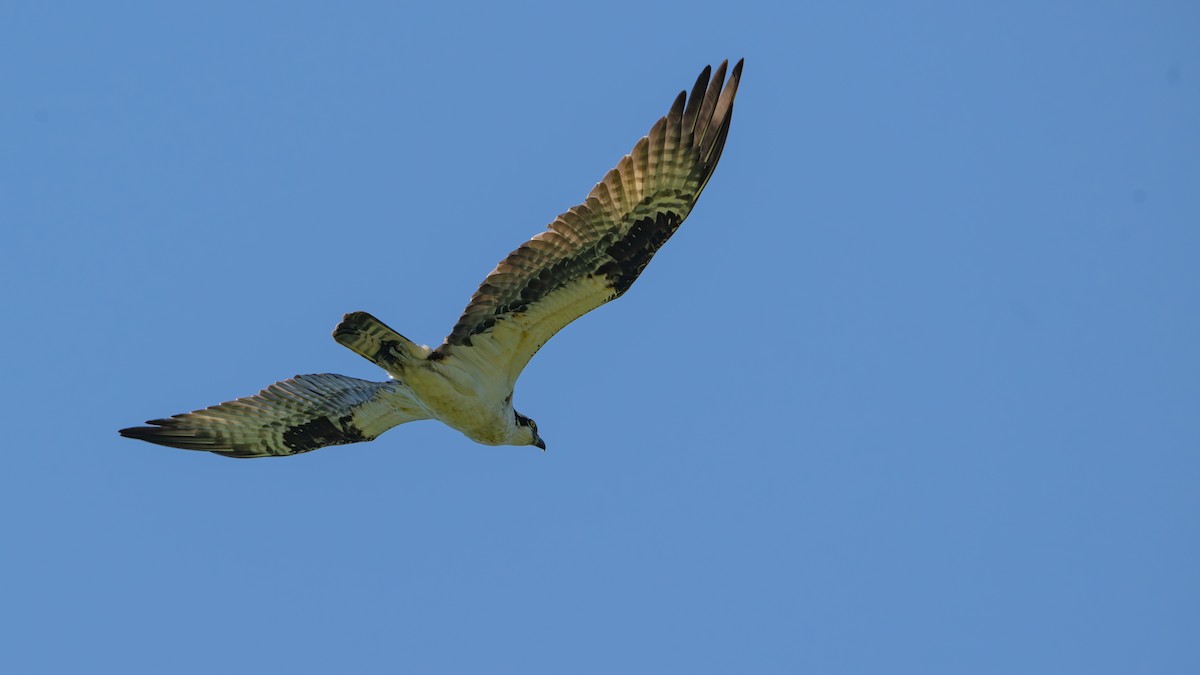 Águila Pescadora - ML618929306