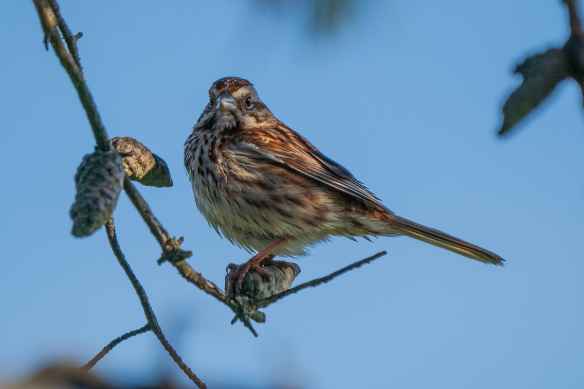 Song Sparrow - ML618929309