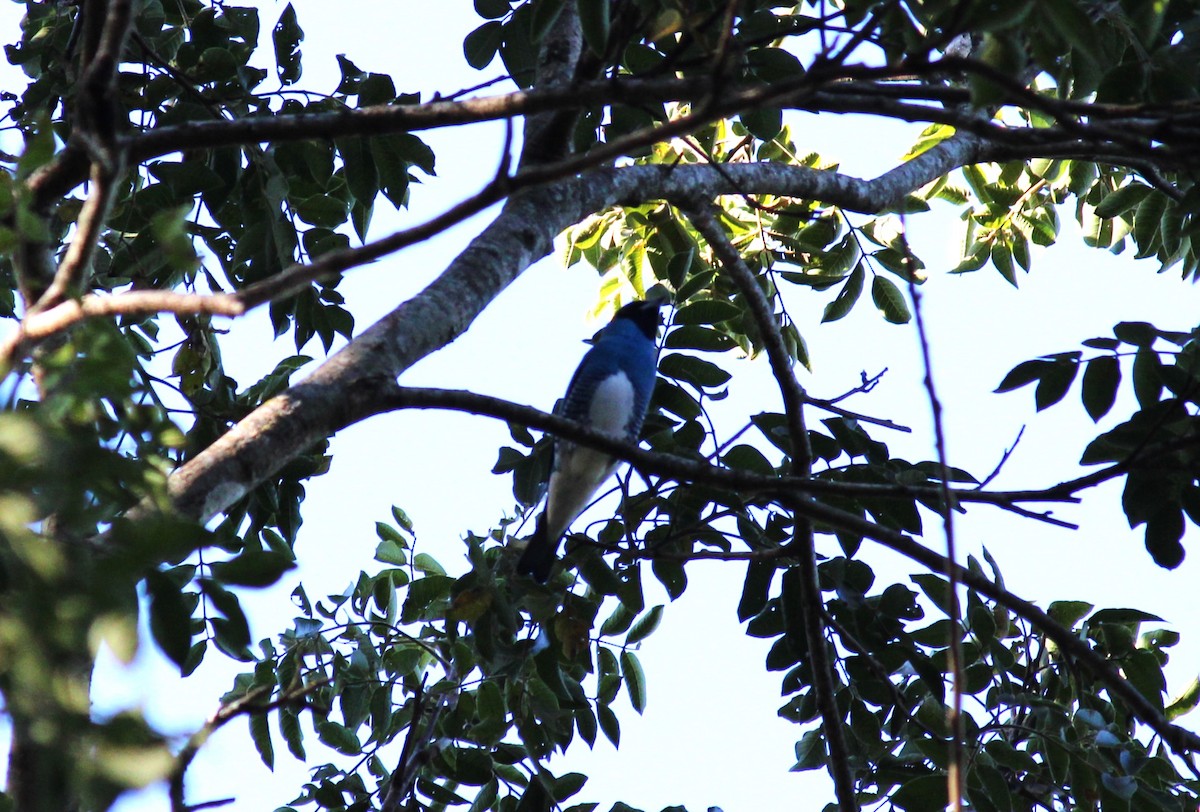 Swallow Tanager - ML618929310