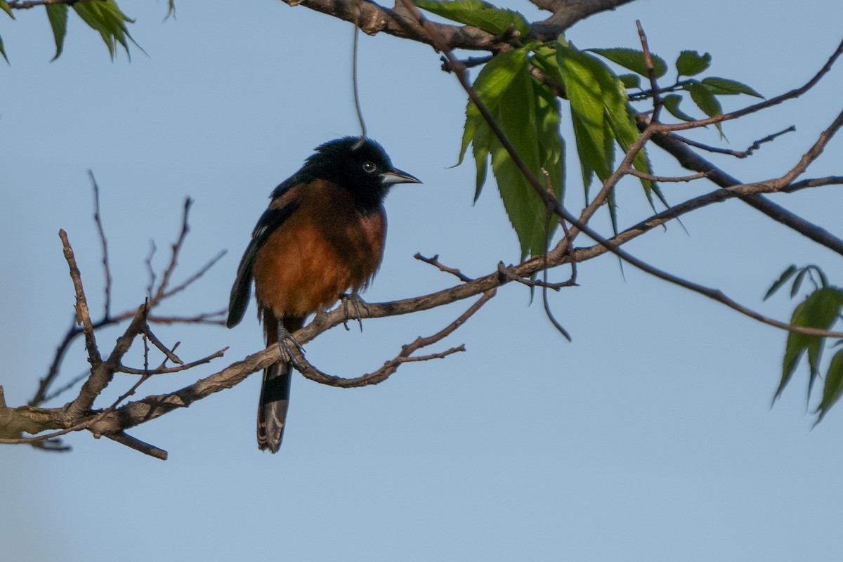 Orchard Oriole - ML618929320