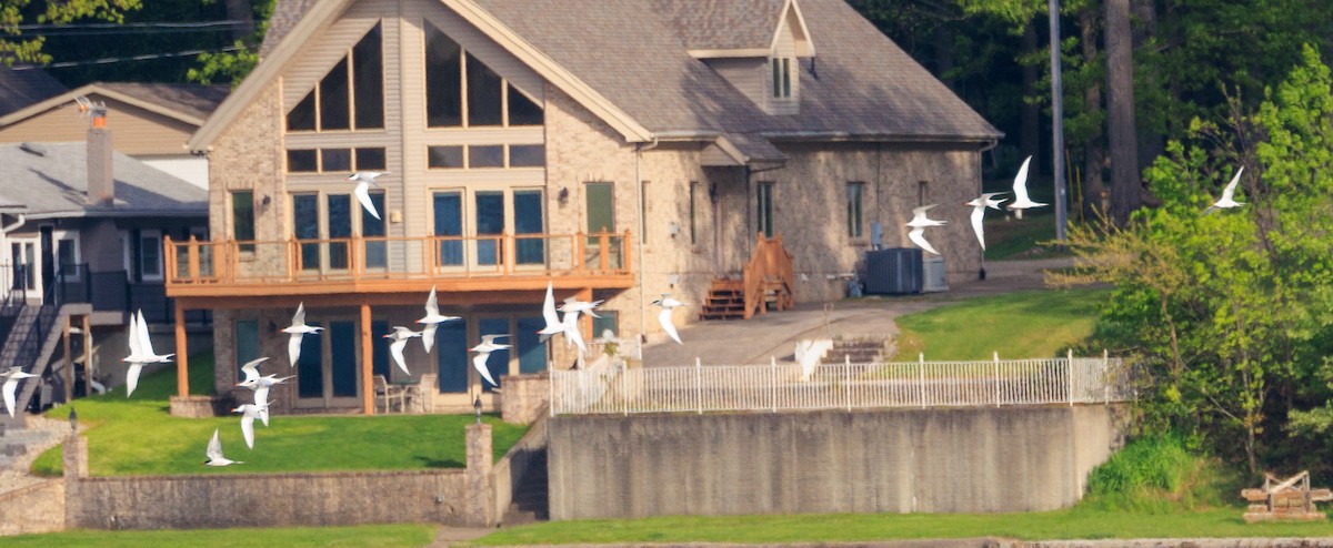 Forster's Tern - Gordon Green