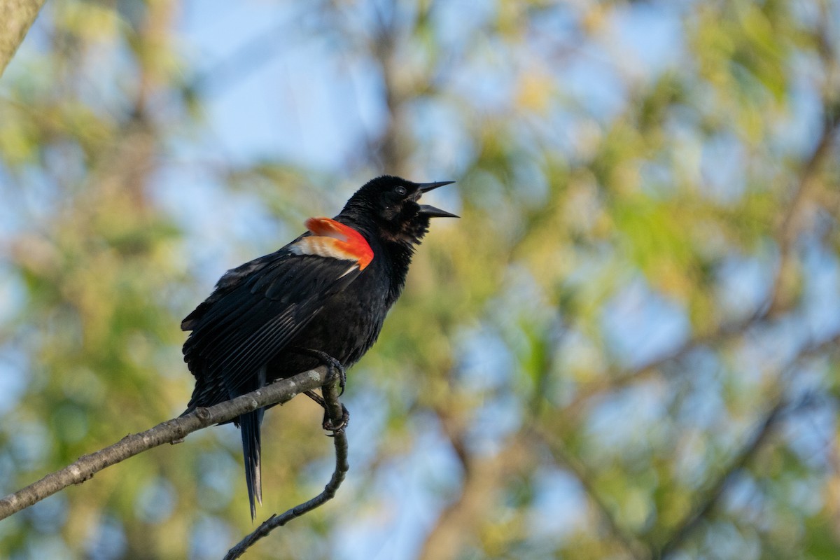 Red-winged Blackbird - ML618929330