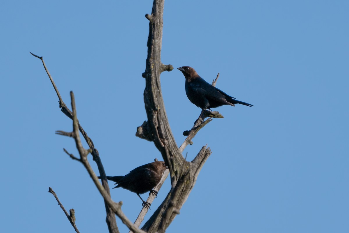 Brown-headed Cowbird - ML618929341