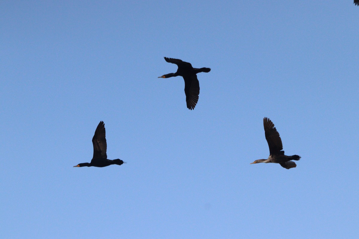 Double-crested Cormorant - Sharon Nethercott