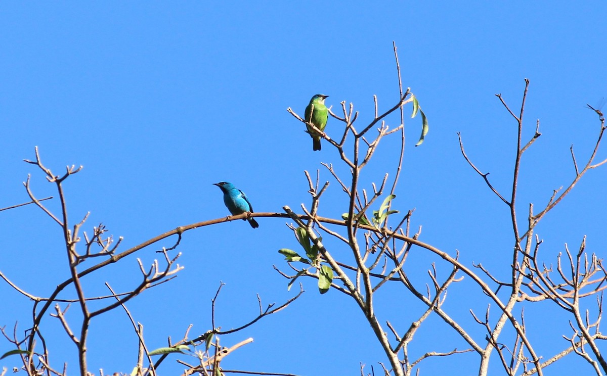 Blue Dacnis - ML618929351