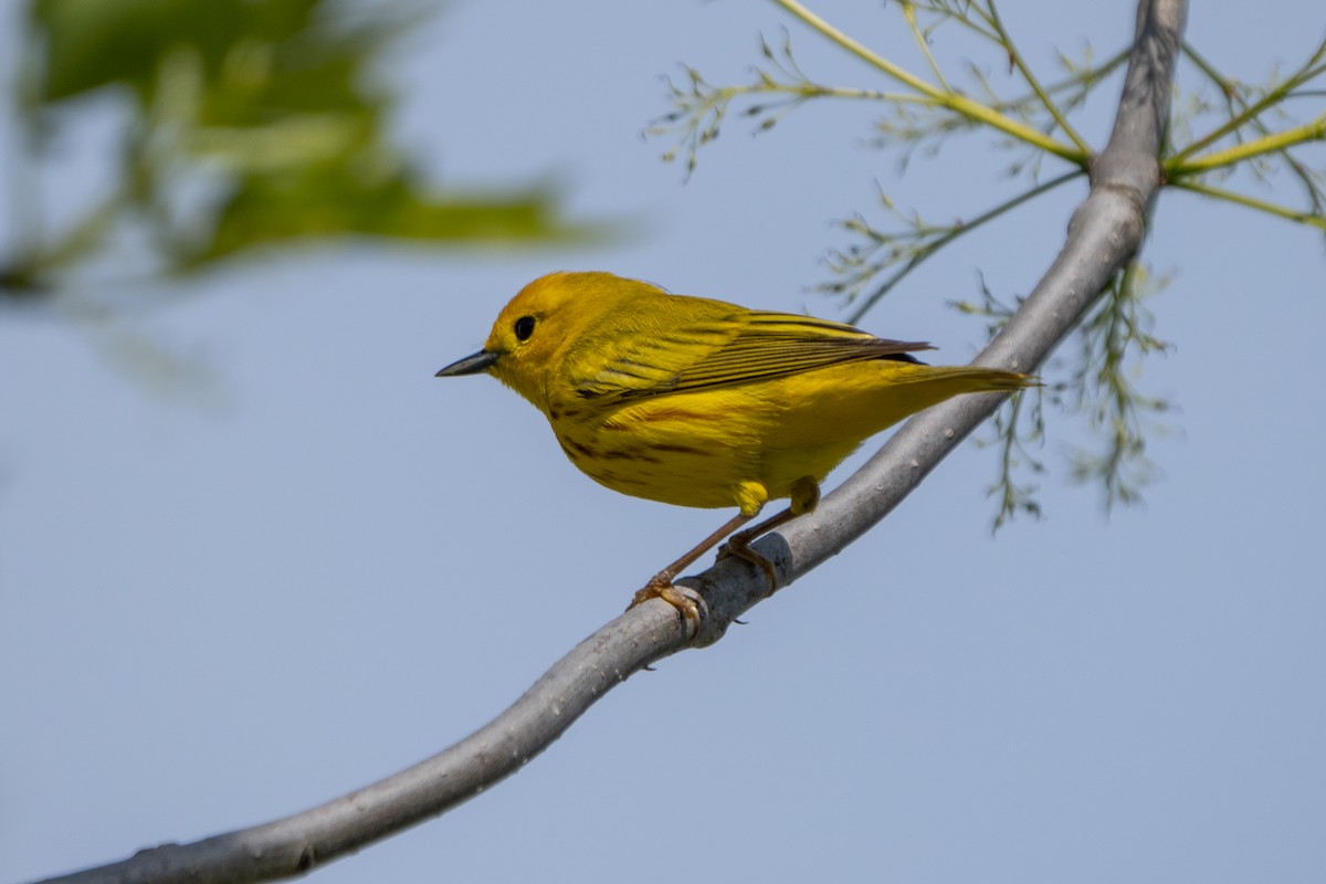 Yellow Warbler - ML618929390