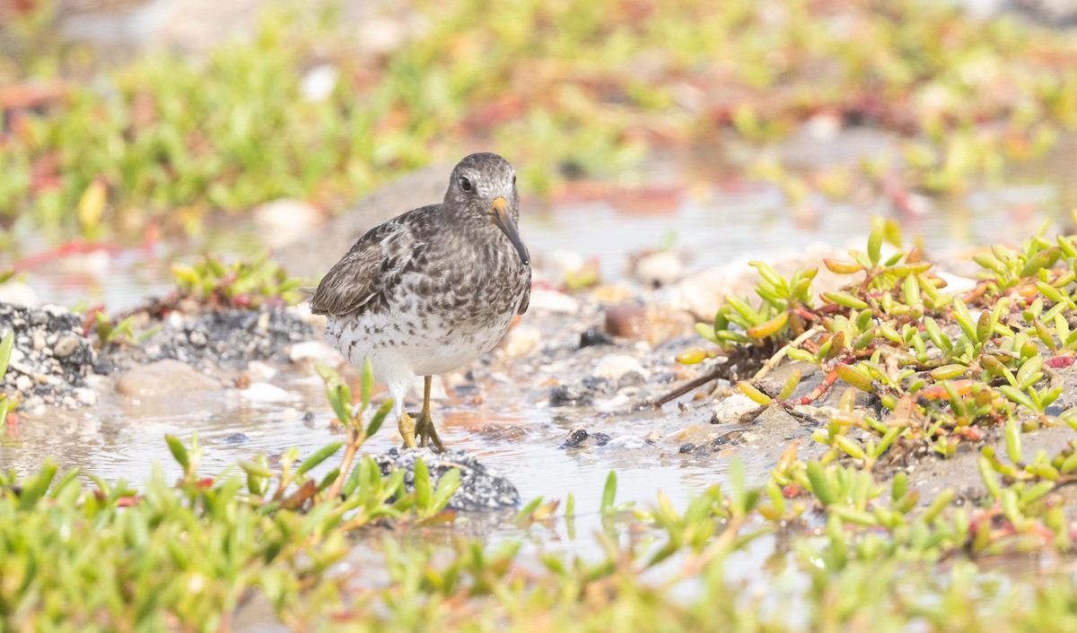 Purple Sandpiper - ML618929401