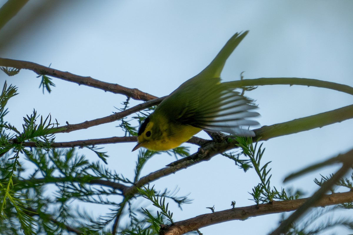 Wilson's Warbler - Craig VanOverberghe