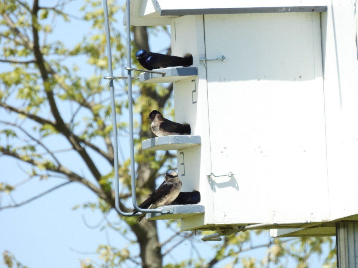 Purple Martin - hailey everhart