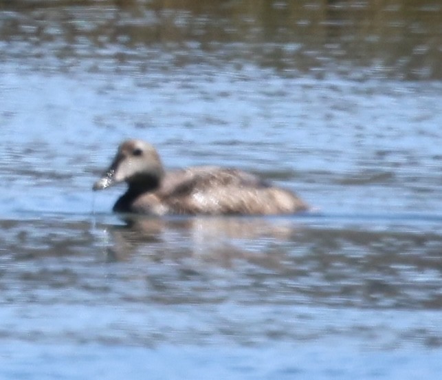 Common Eider - burton balkind