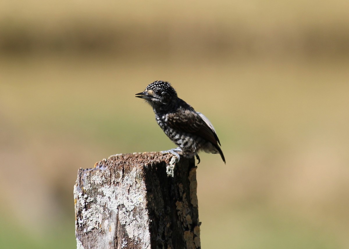 White-barred Piculet - ML618929455