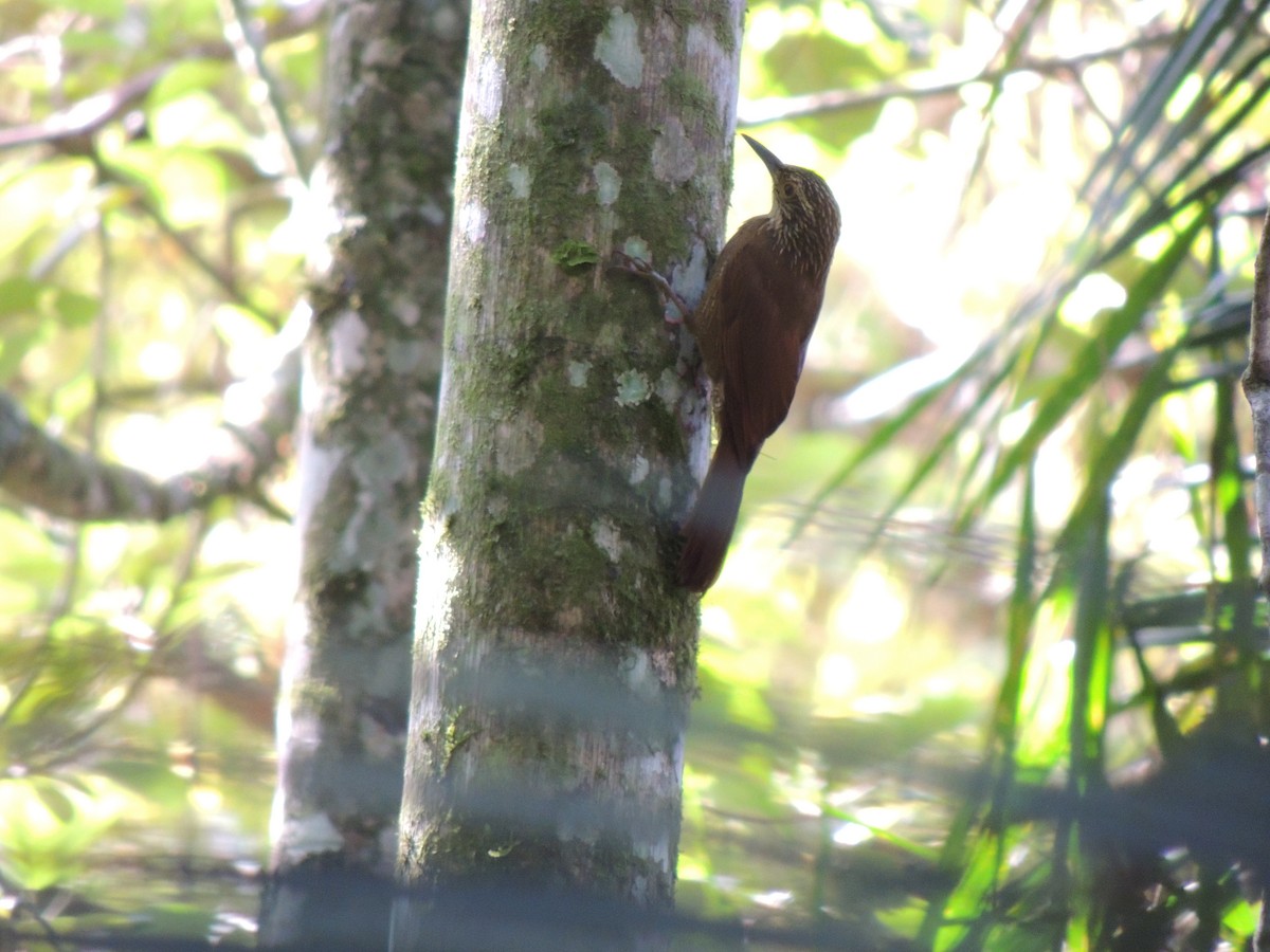 Planalto Woodcreeper - ML618929465