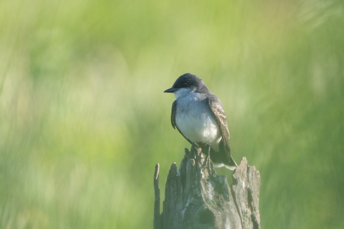 Eastern Kingbird - Craig VanOverberghe