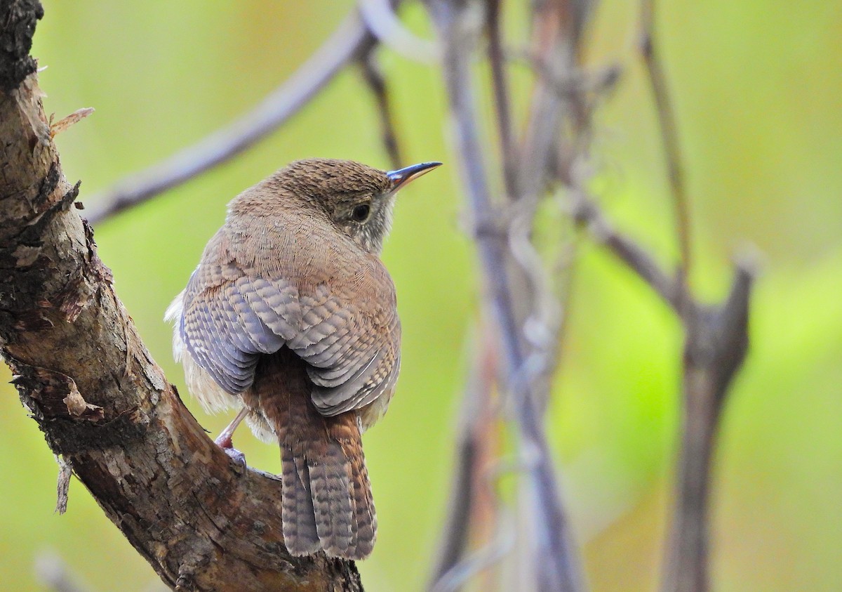 Winter Wren - Anonymous