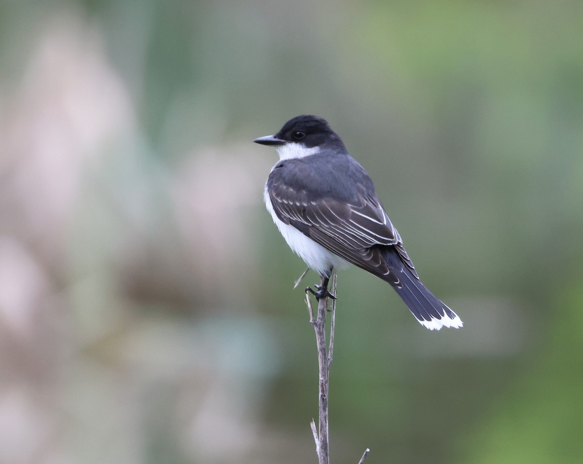 Eastern Kingbird - Maria Pacheco