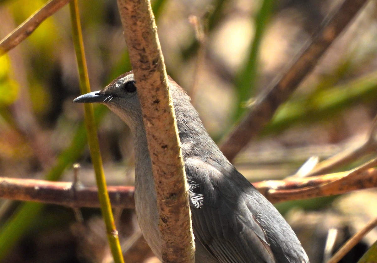 Pájaro Gato Gris - ML618929487