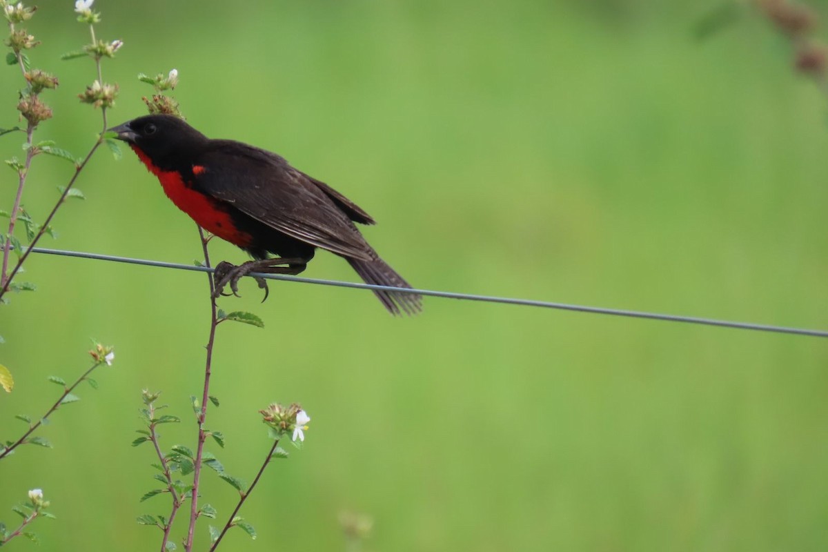 Red-breasted Meadowlark - Milena Vargas