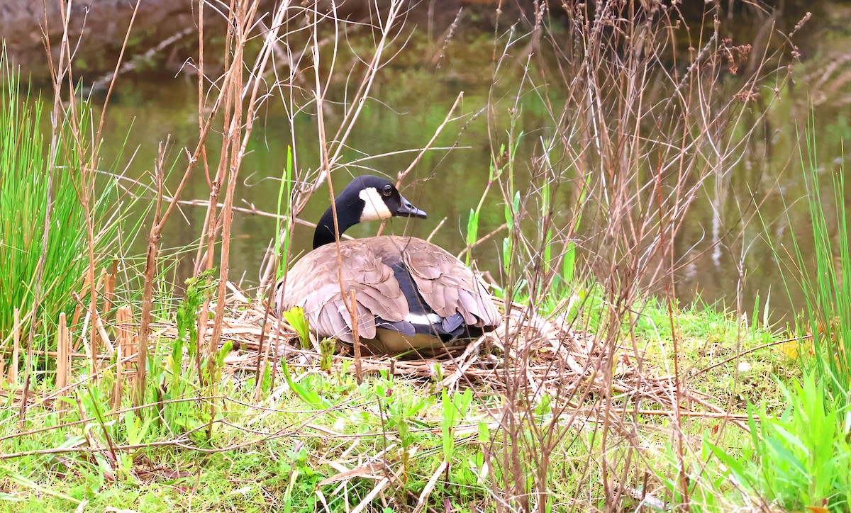 Canada Goose - Daniel Emlin