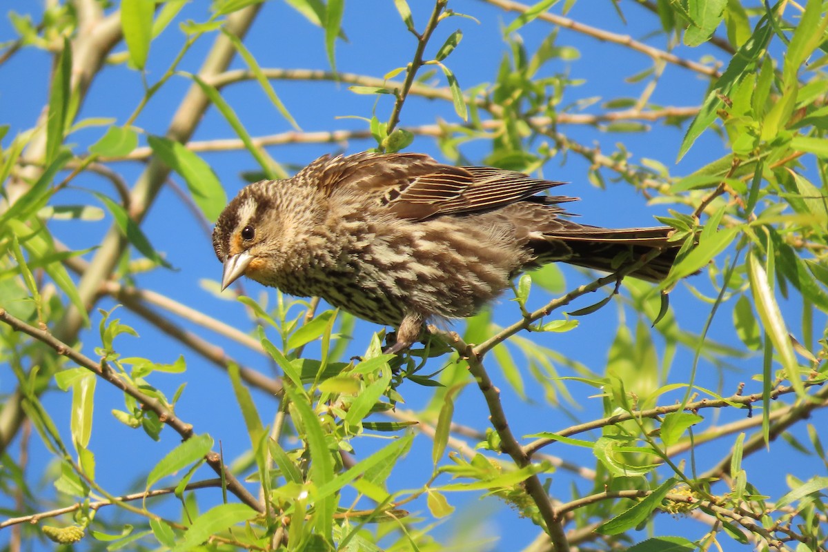 Red-winged Blackbird - Barb Gregory