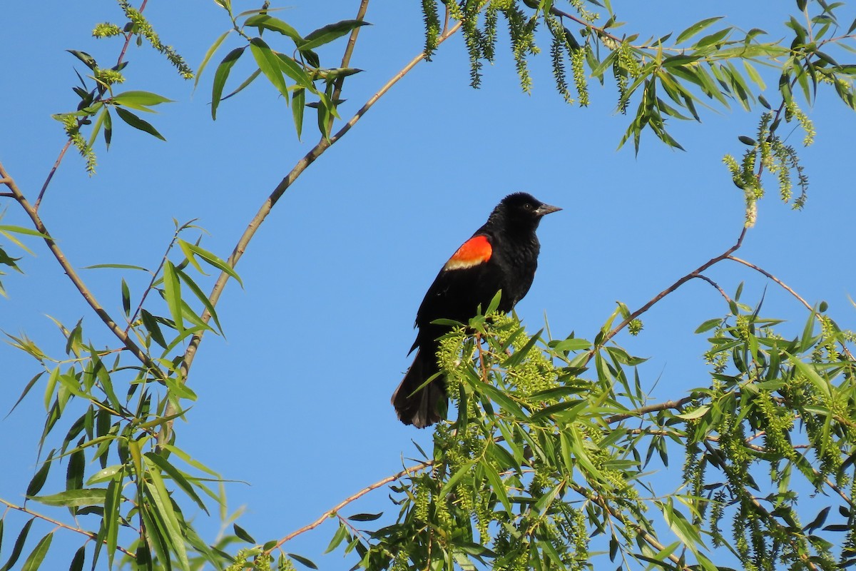 Red-winged Blackbird - Barb Gregory