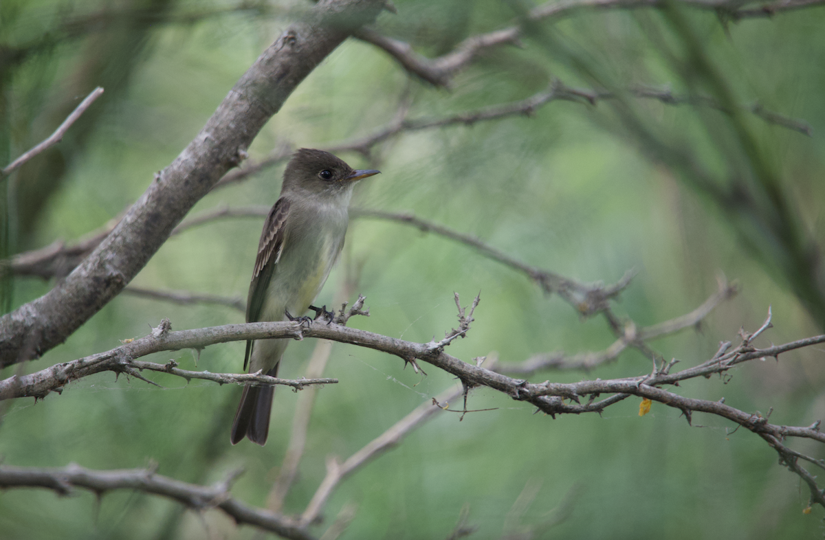 Eastern Wood-Pewee - Evan Farese