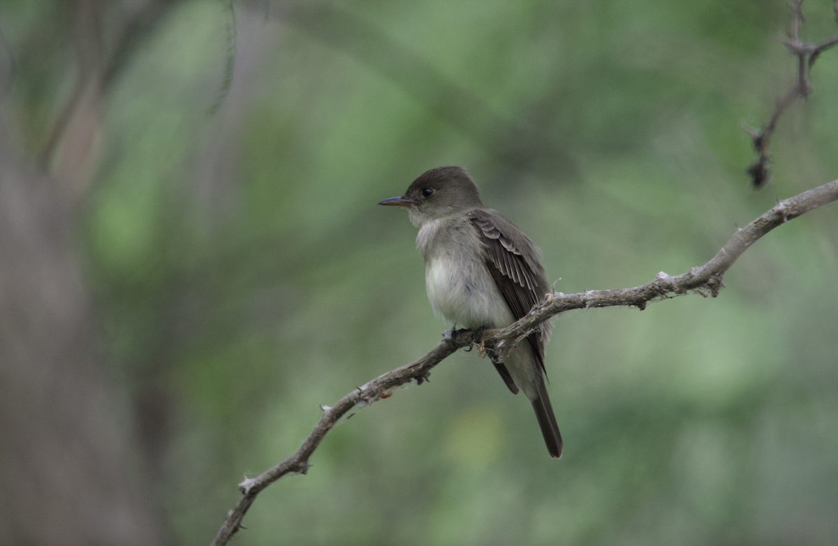 Eastern Wood-Pewee - Evan Farese