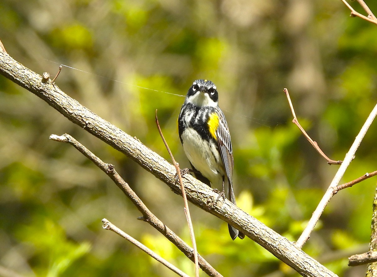 Magnolia Warbler - ML618929545