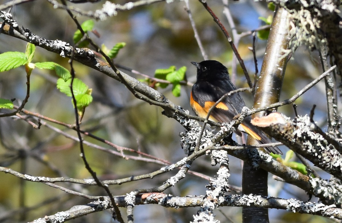 American Redstart - Garry Waldram