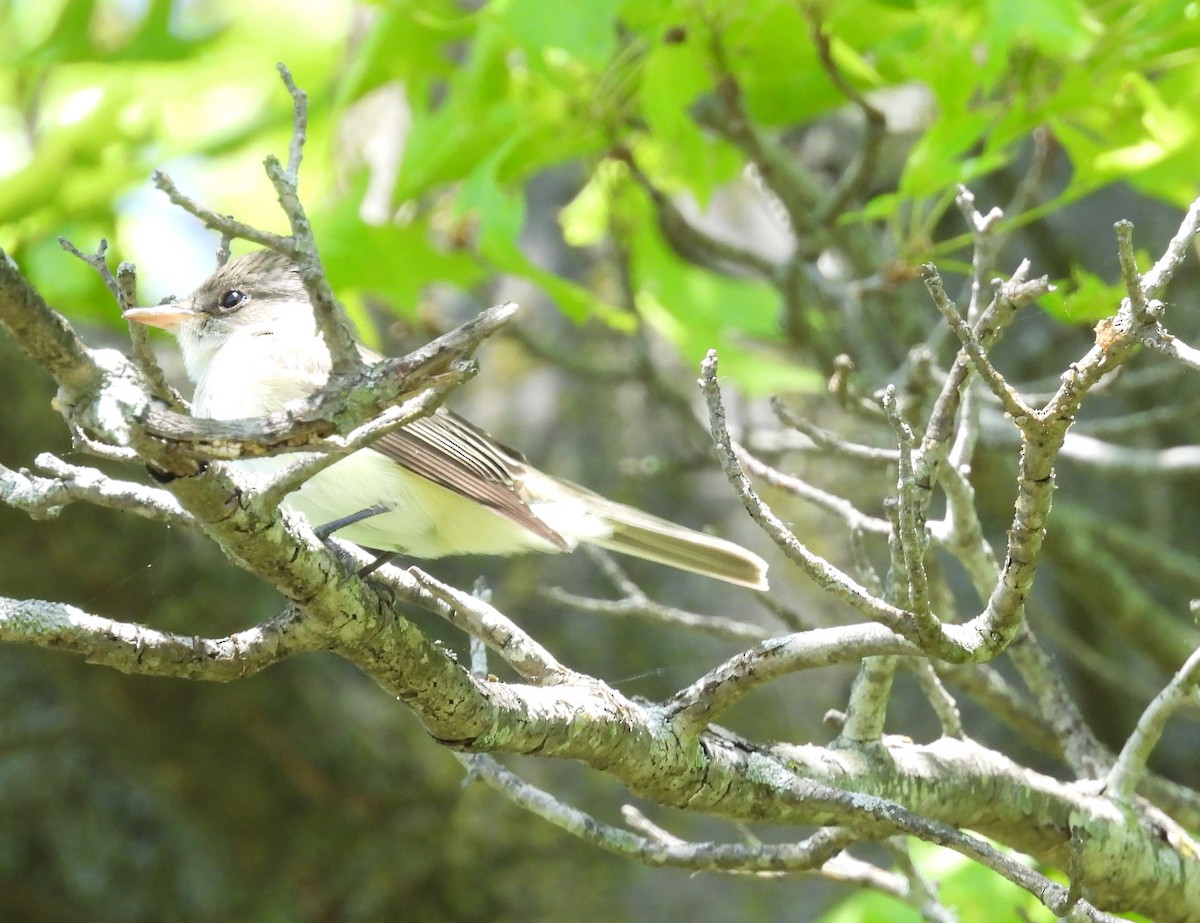 Alder Flycatcher - Kathy Springer