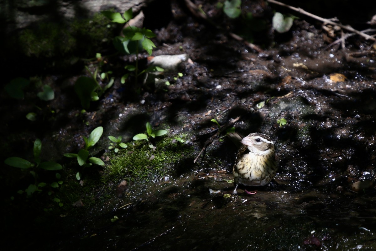 Rose-breasted Grosbeak - ML618929590