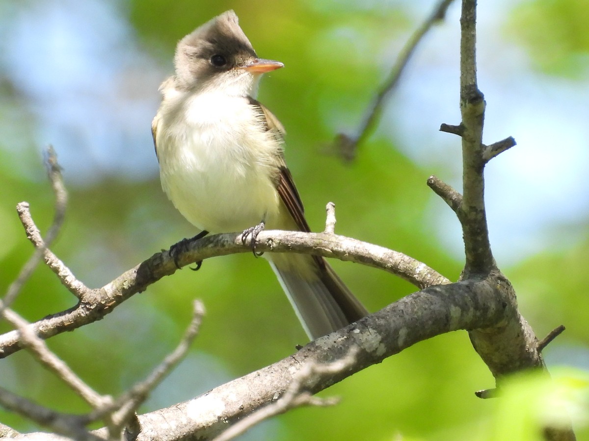 Willow Flycatcher - ML618929596