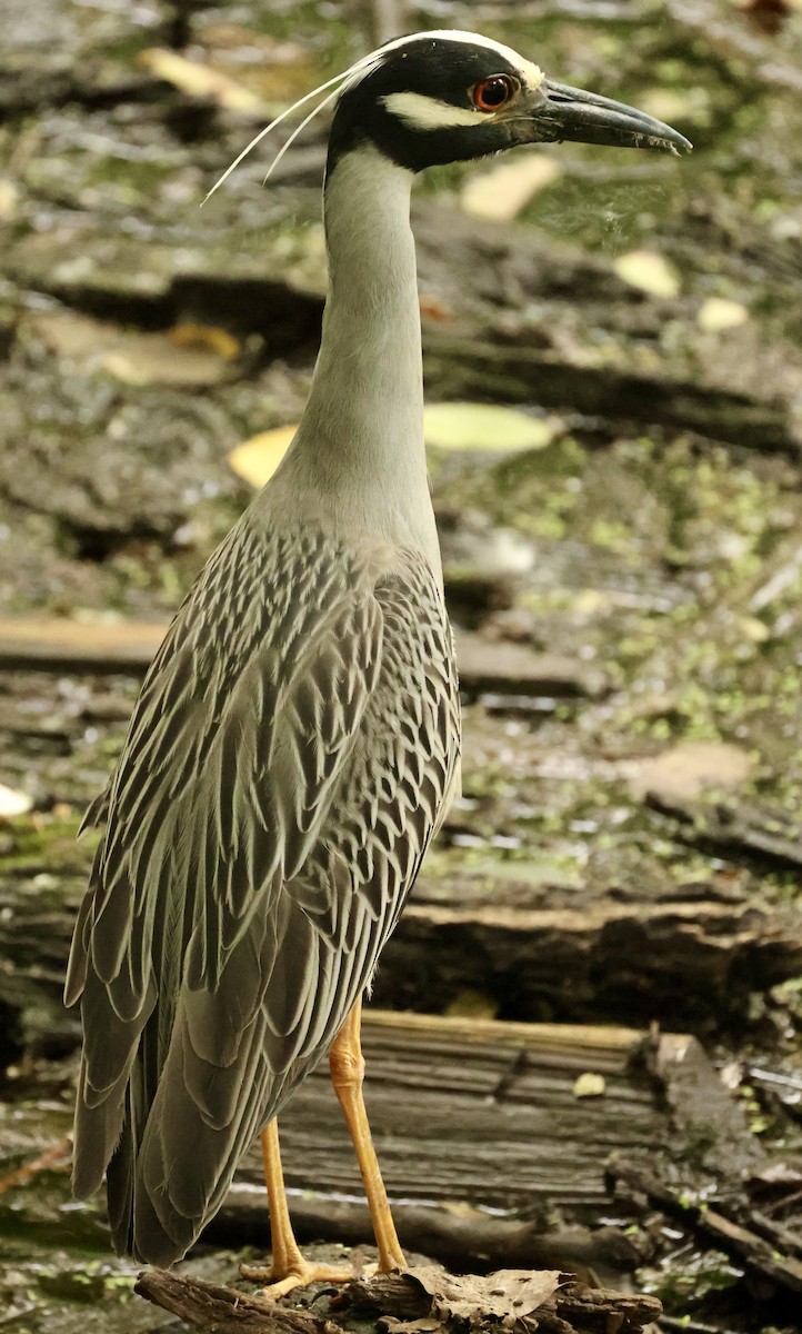 Yellow-crowned Night Heron - ML618929597