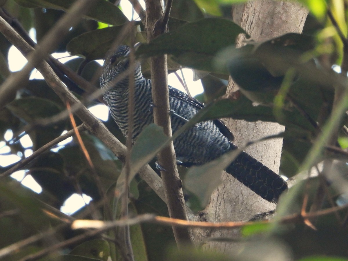 Fasciated Antshrike - ML618929602