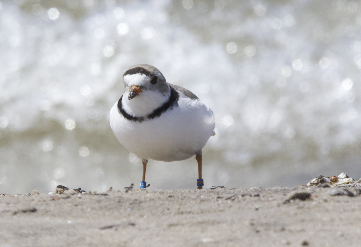 Piping Plover - Learning Landon