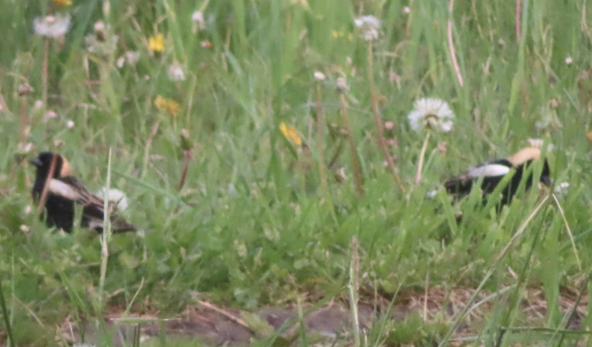 bobolink americký - ML618929618