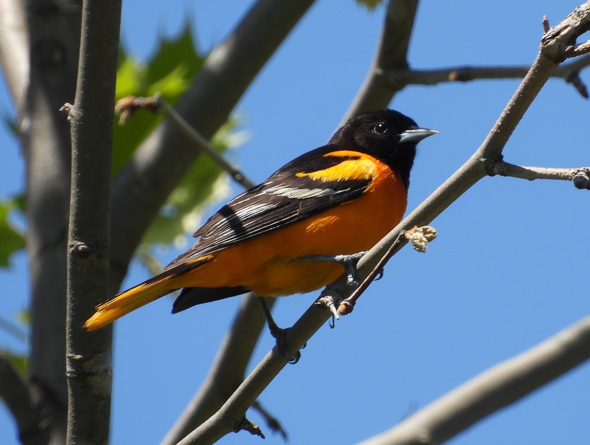 Baltimore Oriole - Kathy Springer