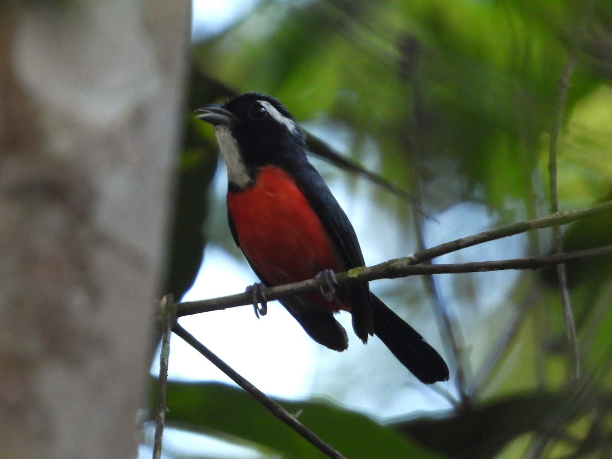 Rose-breasted Chat - ML618929634