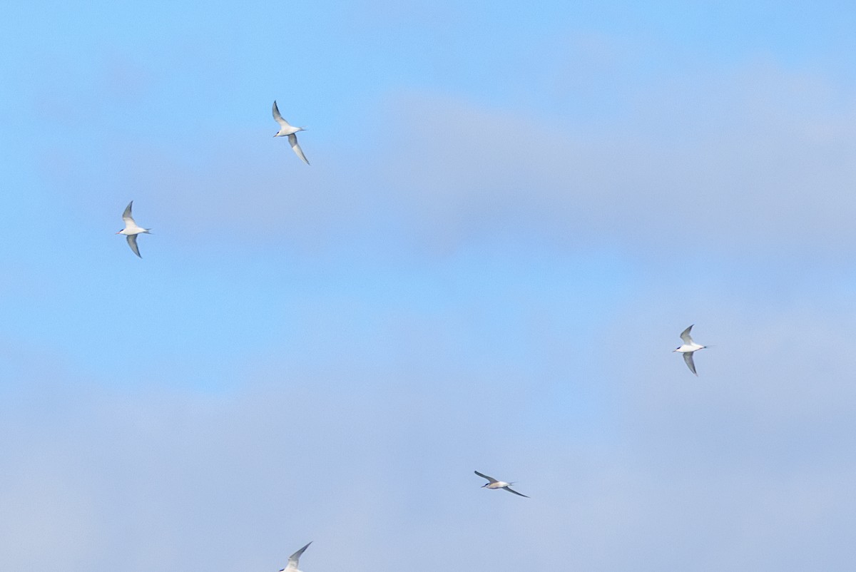 Common Tern - ML618929646