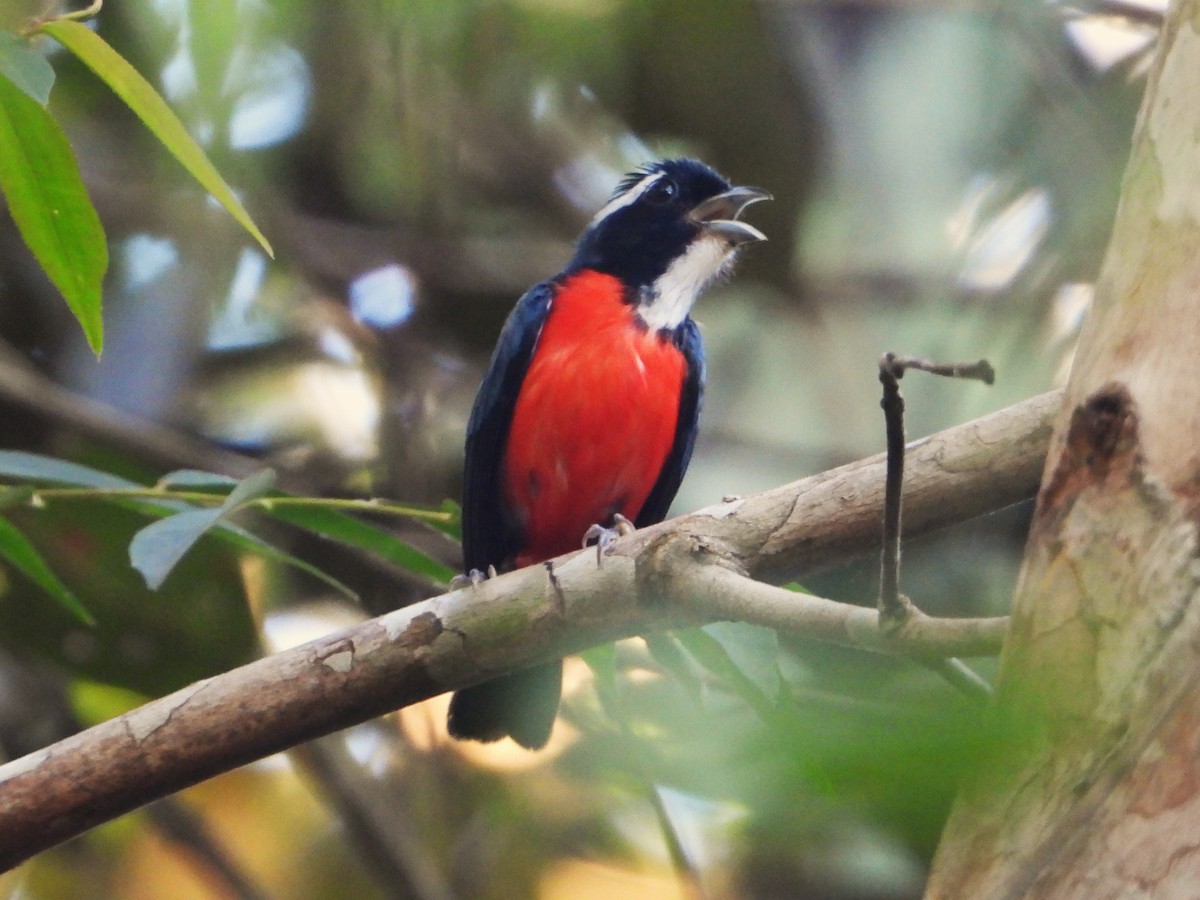 Rose-breasted Chat - ML618929651