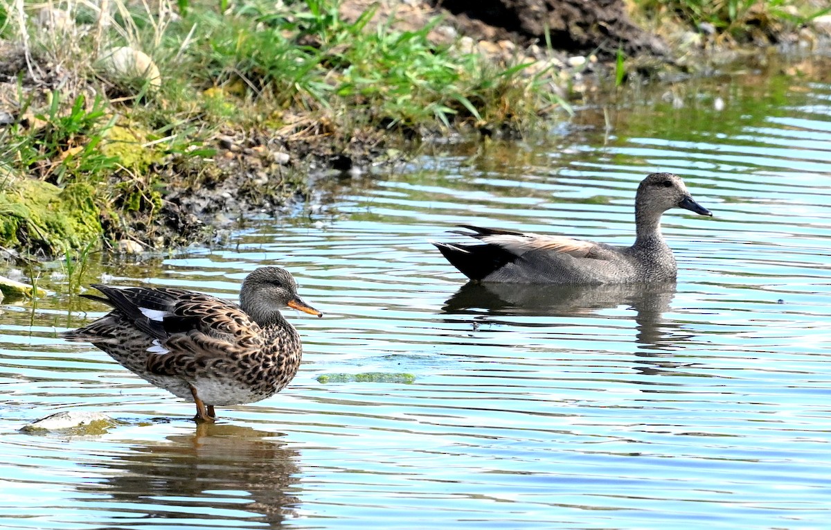 Gadwall - Jeanne Burnham